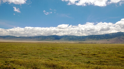 Fototapeta na wymiar wildlife and animals in tanzania safari ngorongoro