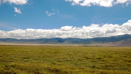 wildlife and animals in tanzania safari ngorongoro