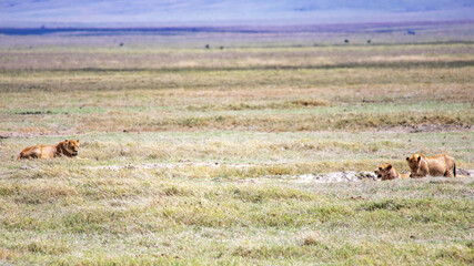 wildlife and animals in tanzania safari ngorongoro