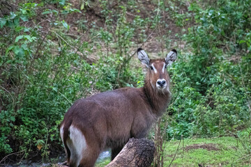 wildlife and animals in tanzania safari ngorongoro