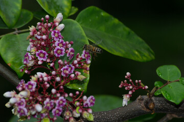 Africanized bee (Apis mellifera scutellata) pollinating carambola tree (Averrhoa carambola) flowers in the city of Rio de Janeiro, Brazil.