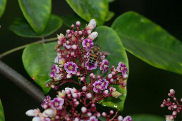 Africanized bee (Apis mellifera scutellata) pollinating carambola tree (Averrhoa carambola) flowers in the city of Rio de Janeiro, Brazil.