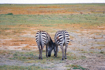 Obraz na płótnie Canvas wild animals in ngorongoro crater tanzania
