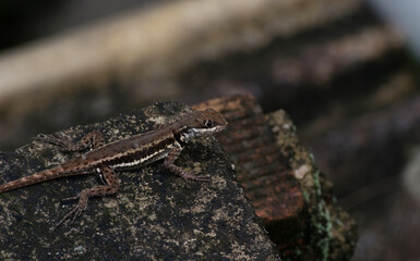 Lizard seen on top of a wood in the city of Rio de Janeiro, Brazil.
