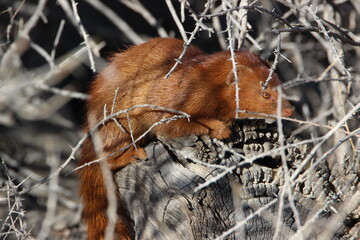 Slender Mongoose in the Kgalagadi