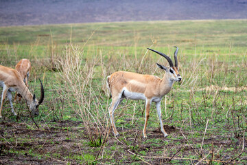 wild animals in ngorongoro crater tanzania