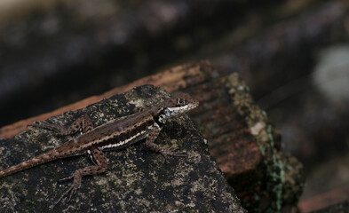 Lizard seen on top of a wood in the city of Rio de Janeiro, Brazil.