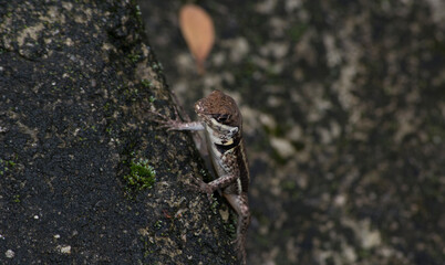 Lizard seen on top of a wood in the city of Rio de Janeiro, Brazil.