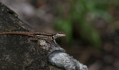 Lizard seen on top of a wood in the city of Rio de Janeiro, Brazil.