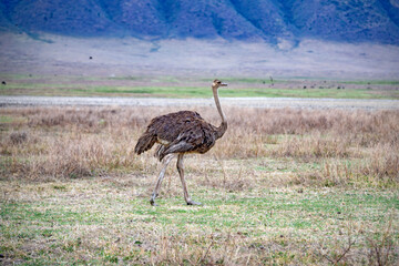 Naklejka premium wild animals in ngorongoro crater tanzania