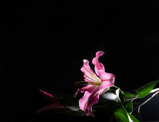 Still life, pink lily on a black background