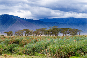 Fototapeta premium wild animals in ngorongoro crater tanzania