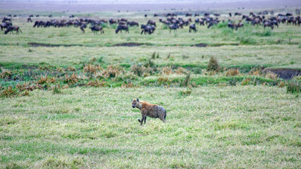 wild animals in ngorongoro crater tanzania