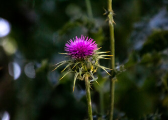 Flor del cardo