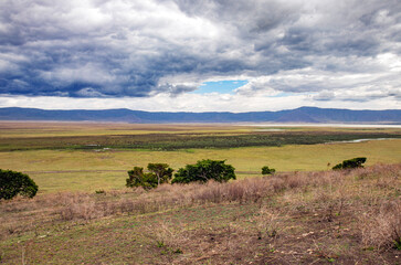 Fototapeta na wymiar wild animals in ngorongoro crater tanzania