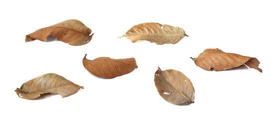 Dry brown bungor leaves with a distorted brown color are placed on a white background. Isolated.