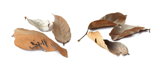 Obraz premium Dry brown bungor leaves with a distorted brown color are placed on a white background. Isolated.