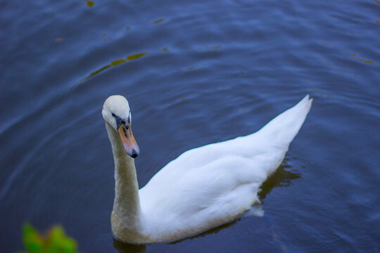 A beautiful duck swimming in the lake
