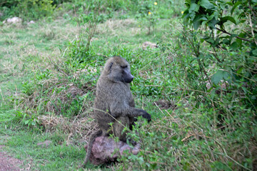 wild animals in ngorongoro crater tanzania