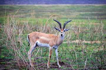 wild animals in ngorongoro crater tanzania