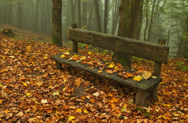 Misty mornign in a deciduous forest in Central Bohemia,Czech Republic,Europe,Central...
