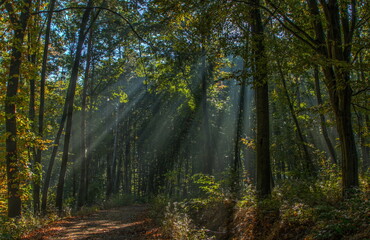 Morning sun rays in a deciduous forest in Central Bohemia,Czech Republic,Europe,Central Europe
