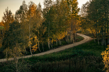 autumn in the forest