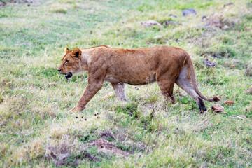 wild animals in ngorongoro crater tanzania