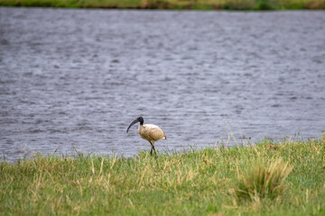 wild animals in ngorongoro crater tanzania