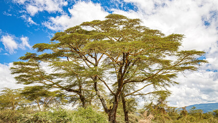 Obraz premium wild animals in ngorongoro crater tanzania