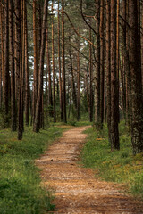 path in the woods