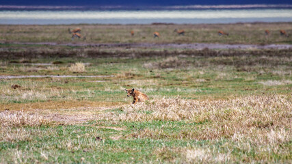 wild animals in ngorongoro crater tanzania