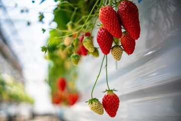 strawberries on a wooden table