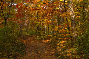Autumn colors in the forest at Harzberg,Bad Vöslau,Lower Austria,Austria, Europe
