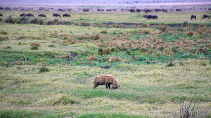 wild animals in ngorongoro crater tanzania