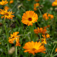 flowers in the garden