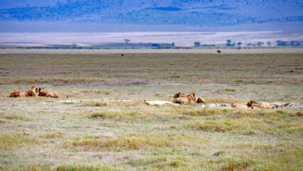 wild animals in ngorongoro crater tanzania