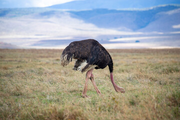 wild animals in ngorongoro crater tanzania