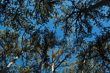 Crowns of pine trees on Harzberg,Bad Vöslau,Lower Austria,Austria, Europe
