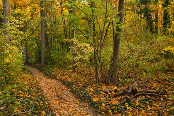 Naklejka premium Autumn colors in the forest at Harzberg,Bad Vöslau,Lower Austria,Austria, Europe 