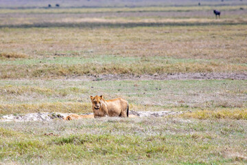 wild animals in ngorongoro crater tanzania