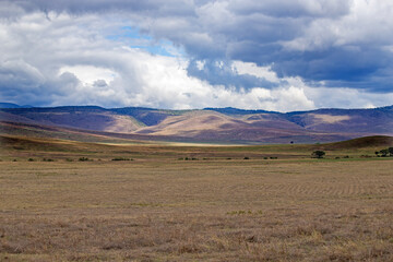 Obraz premium Ngorongoro crater wild life in tanzania