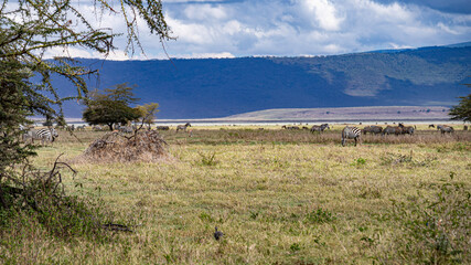 Ngorongoro crater wild life in tanzania