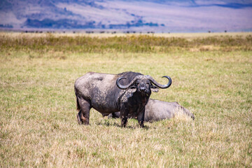 Obraz premium Ngorongoro crater wild life in tanzania