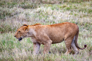 Fototapeta na wymiar Ngorongoro crater wild life in tanzania