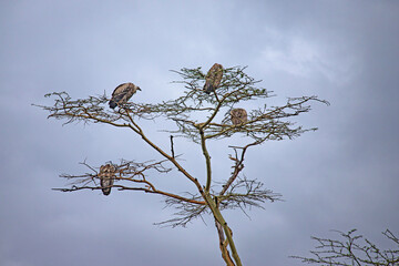 Ngorongoro crater wild life in tanzania