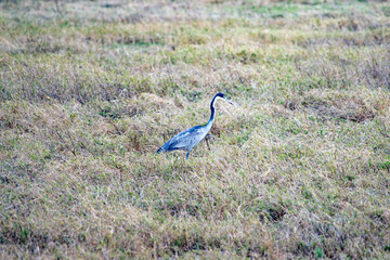 Ngorongoro crater wild life in tanzania