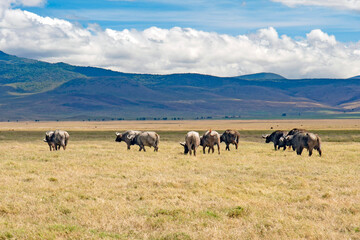 Ngorongoro crater wild life in tanzania