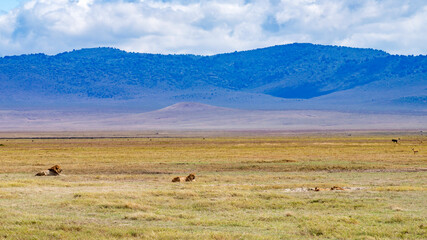 Ngorongoro crater wild life in tanzania