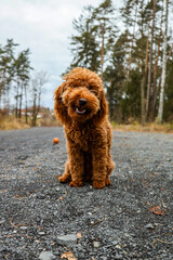 Fototapeta premium Pies Pudel cute dog animal 